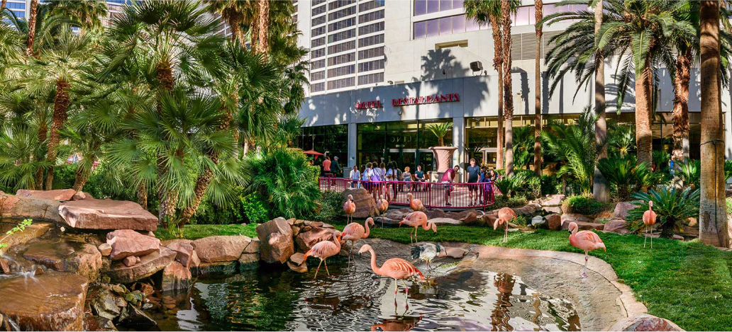 Flamingo Wildlife Habitat las vegas estados unidos