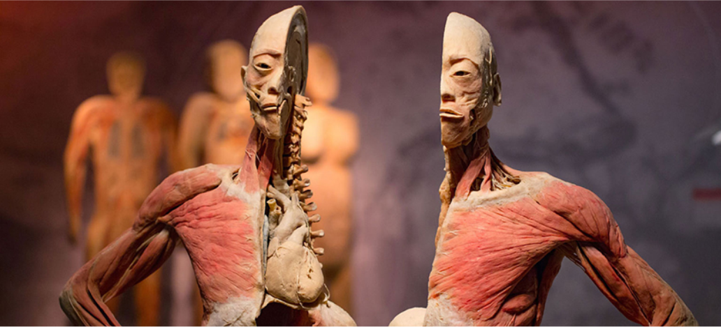 Bodies: The Exhibition em las vegas hotel casino