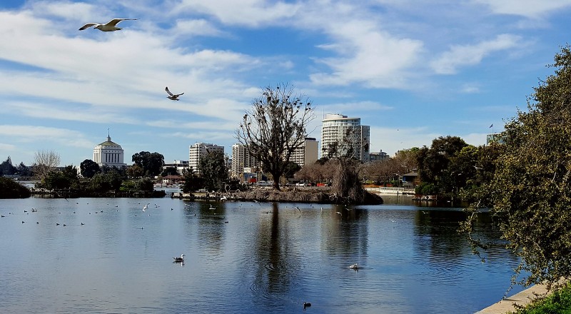 parque na cidade de Oakland tem um lindo lago com algumas aves que repousam sobre a água e sobre uma grande arvore sem folhas a margem do lago